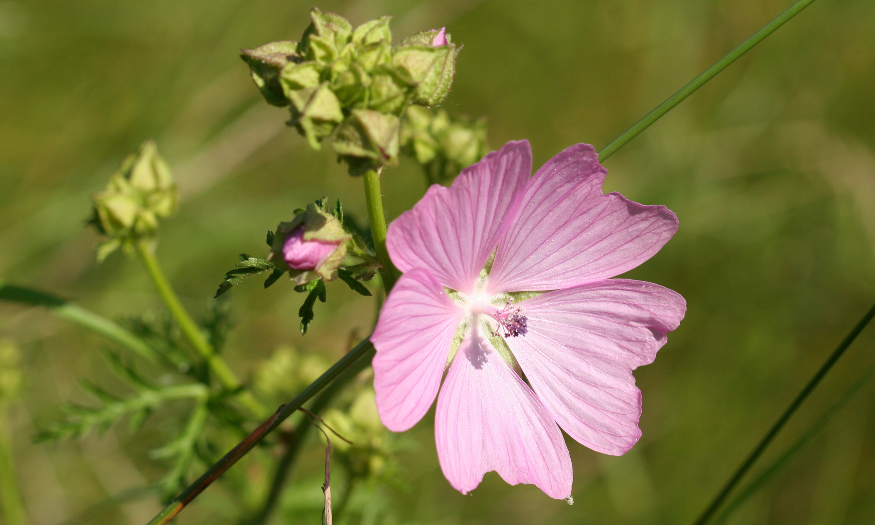 Malve Malva sylvestris