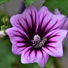 Malve (Malva sylvestris)