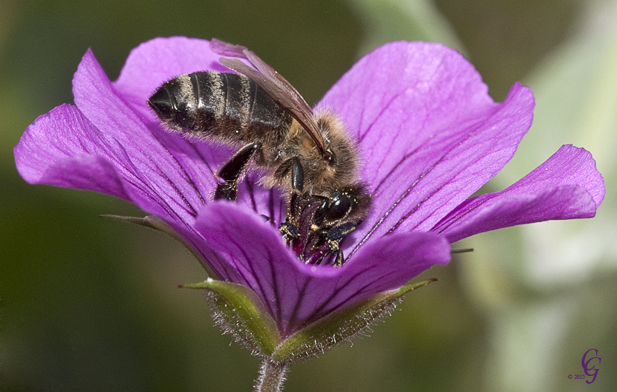 Malve mit Biene