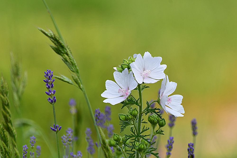 Malve und Lavendel