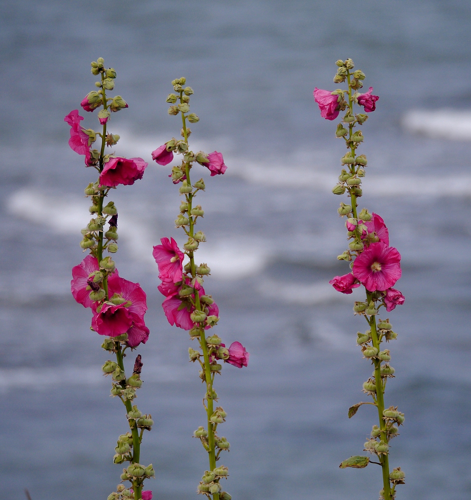 Malven am Meer