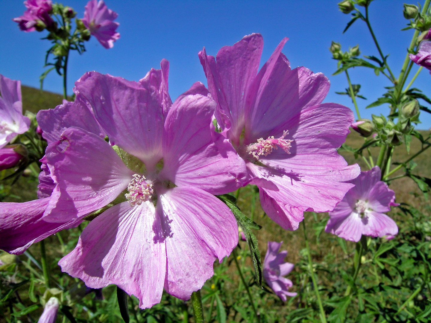 Malven Blüten