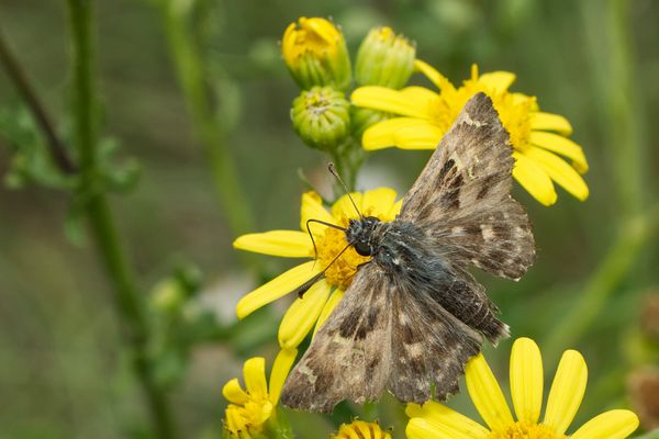 Malven-Dickkopffalter an Jakobskreuzkraut
