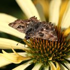 Malven-Dickkopffalter auf einer gelben Echinacea