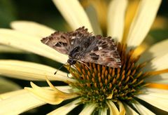 Malven-Dickkopffalter auf einer gelben Echinacea