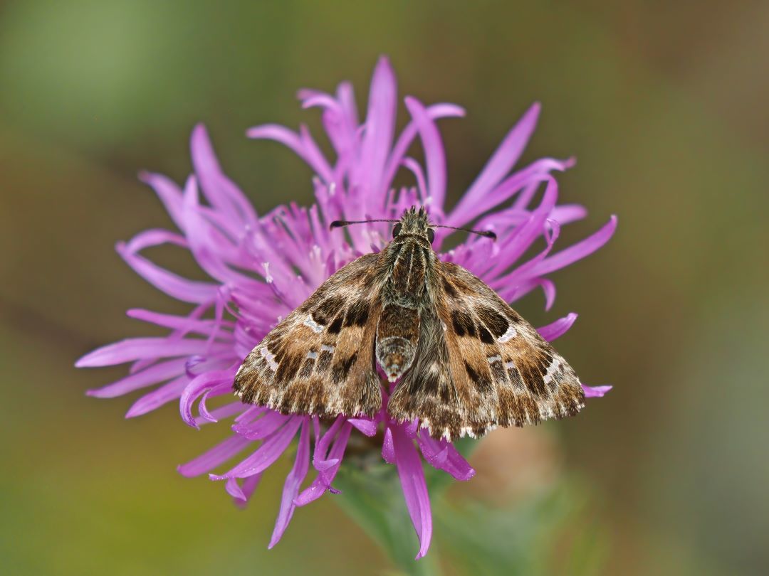 Malven-Dickkopffalter (Carcharodus alceae)