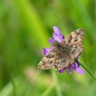 Malven-Dickkopffalter (Carcharodus alceae)