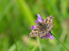 Malven-Dickkopffalter (Carcharodus alceae)