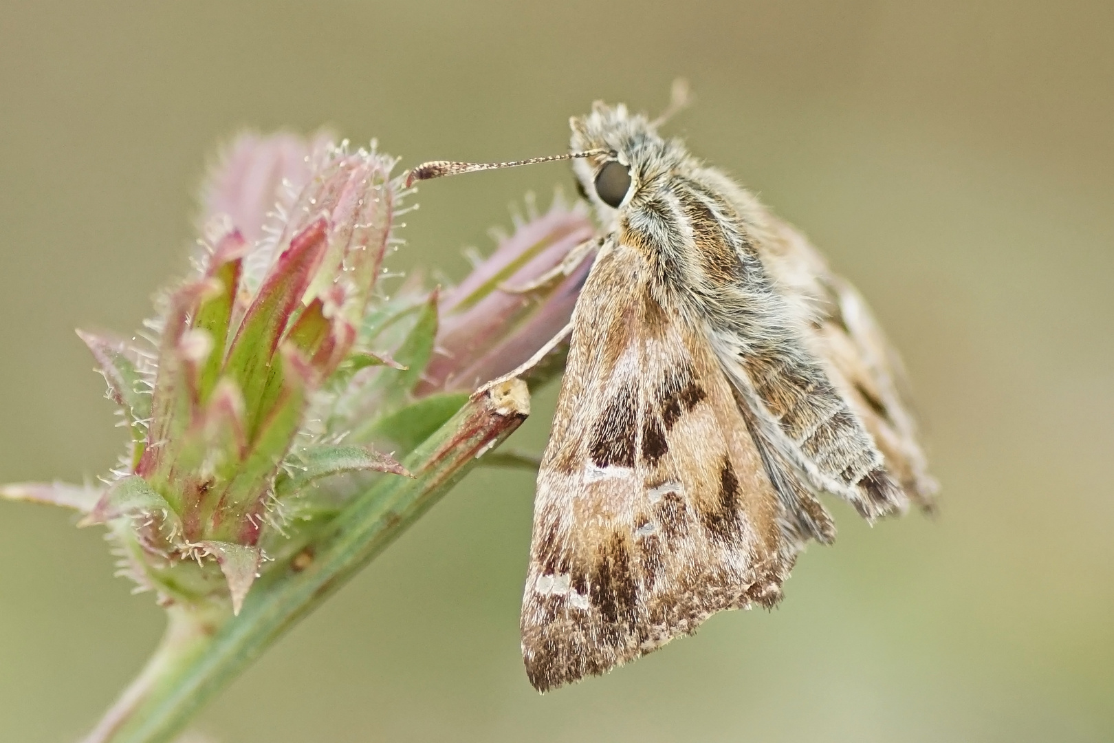 Malven-Dickkopffalter (Carcharodus alceae)