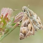 Malven-Dickkopffalter (Carcharodus alceae)