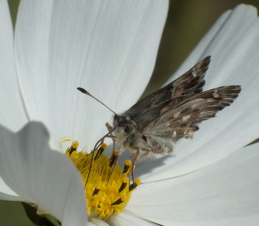 Malven-Dickkopffalter (Carcharodus alceae)