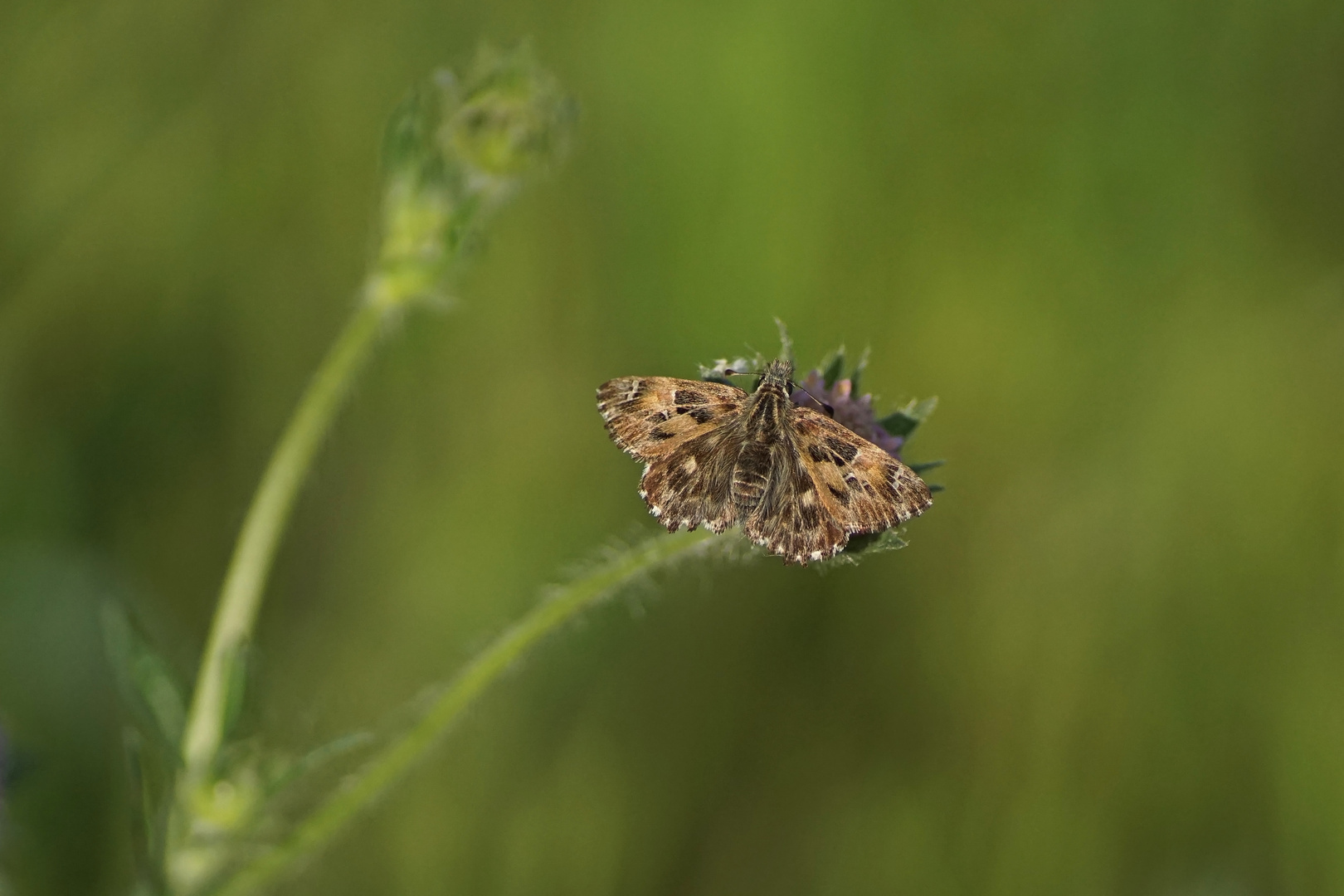 Malven-Dickkopffalter (Carcharodus alceae)