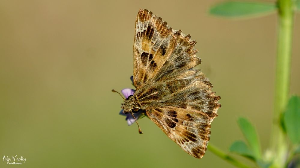 Malven-Dickkopffalter - Carcharodus alceae