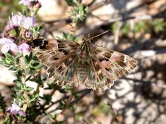 Malven-Dickkopffalter (Carcharodus alceae)