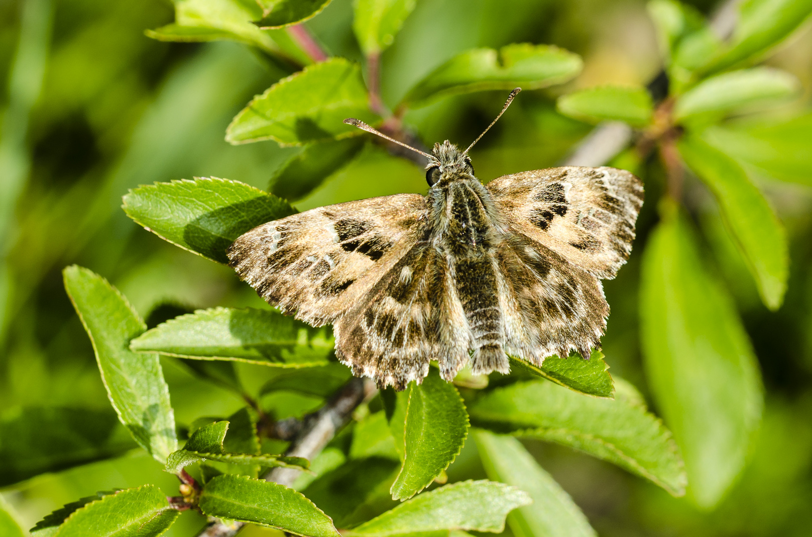 Malven-Dickkopffalter (Carcharodus alceae)