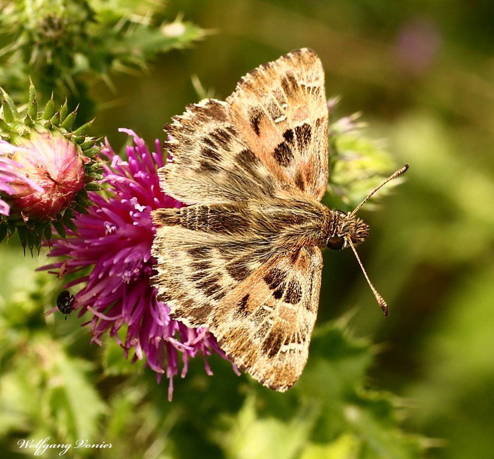 Malven-Dickkopffalter, Carcharodus alceae