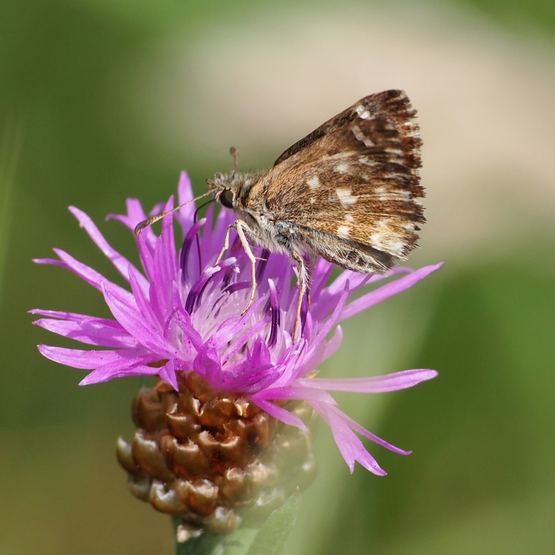 Malven-Dickkopffalter, (Carcharodus alceae) 