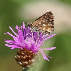 Malven-Dickkopffalter, (Carcharodus alceae) 