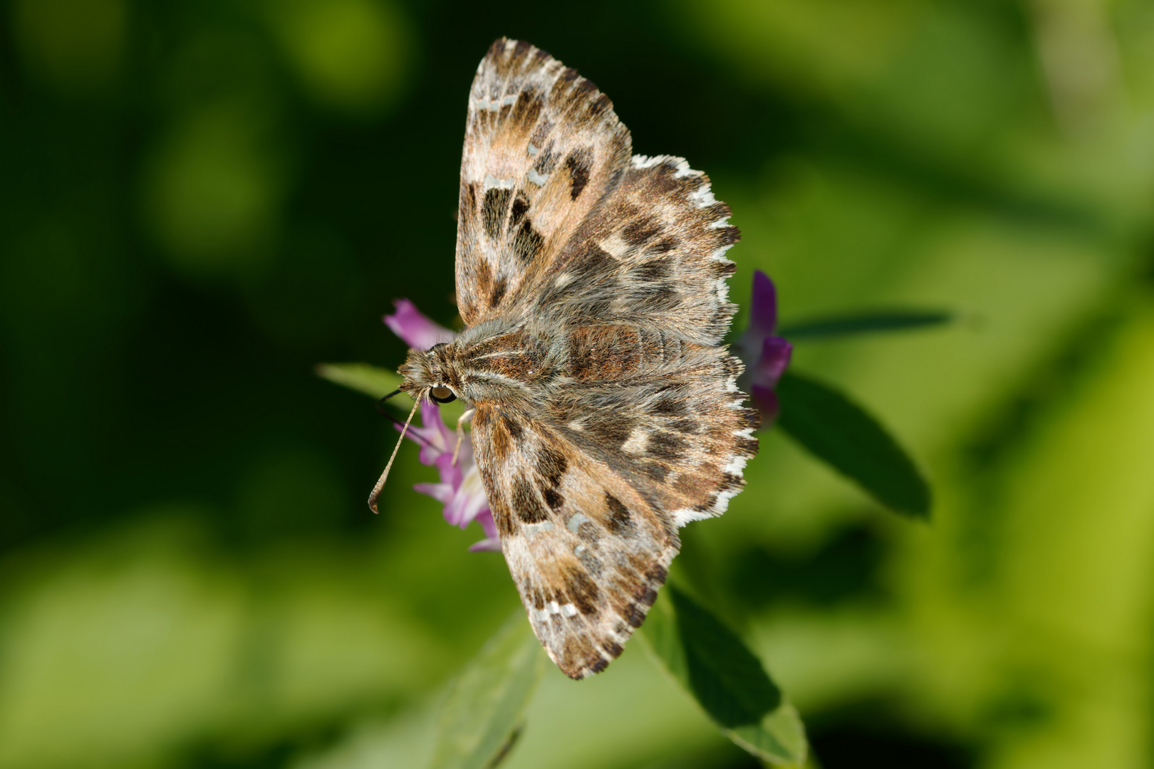  Malven-Dickkopffalter (Carcharodus alceae)