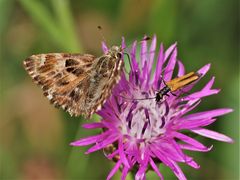 Malven-Dickkopffalter, (Carcharodus alceae)