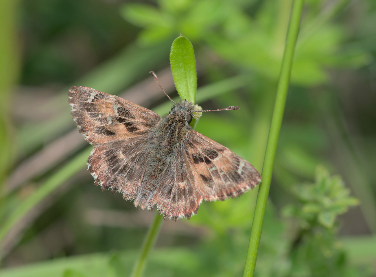 Malven-Dickkopffalter (Carcharodus alceae)