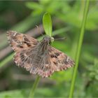 Malven-Dickkopffalter (Carcharodus alceae)