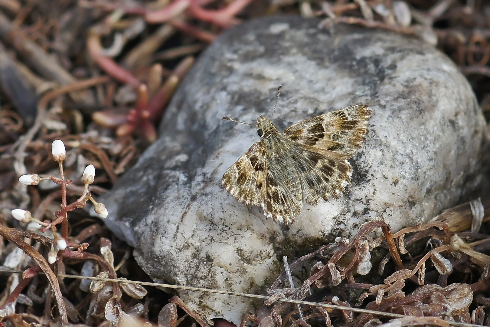 Malven-Dickkopffalter (Carcharodus alceae)