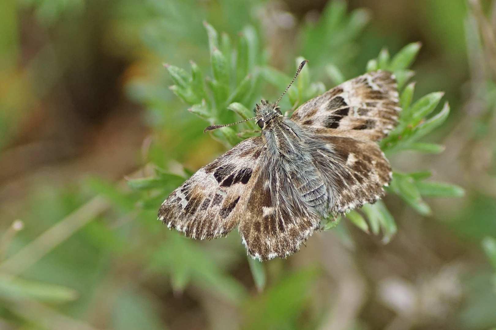 Malven-Dickkopffalter (Carcharodus alceae), Weibchen