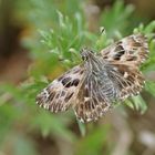 Malven-Dickkopffalter (Carcharodus alceae), Weibchen