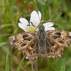 Malven-Dickkopffalter (Carcharodus alceae), Weibchen