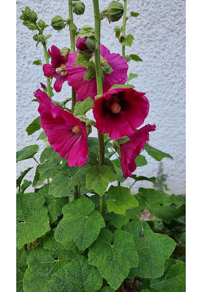 Malven im Pfarrhausgarten