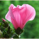 Malven Impression, die letzte