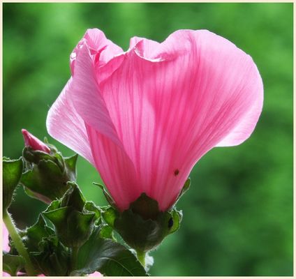 Malven Impression, die letzte