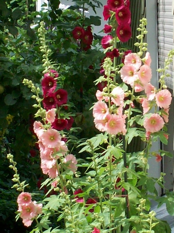Malven in meinem Garten Foto & Bild pflanzen, pilze & flechten