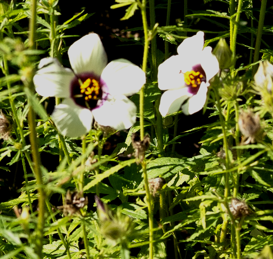 Malven (Malvaceae)