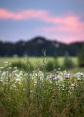 Malven und Margeriten 