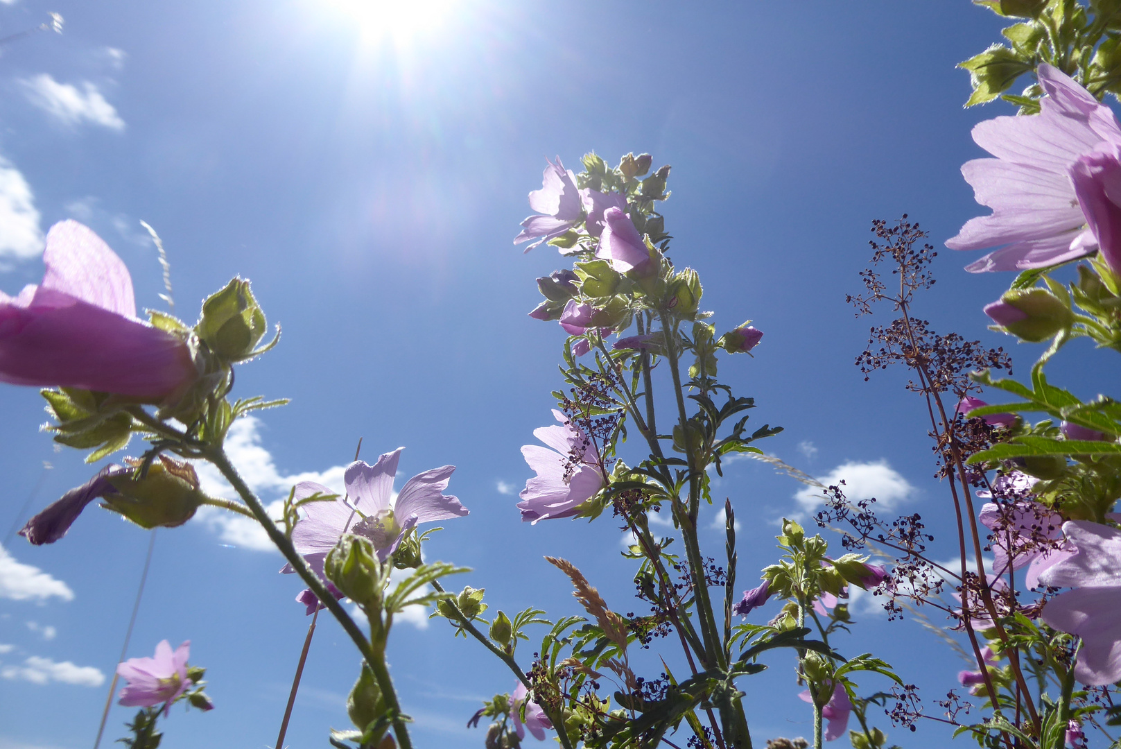 Malven vor blauem Himmel