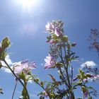 Malven vor blauem Himmel