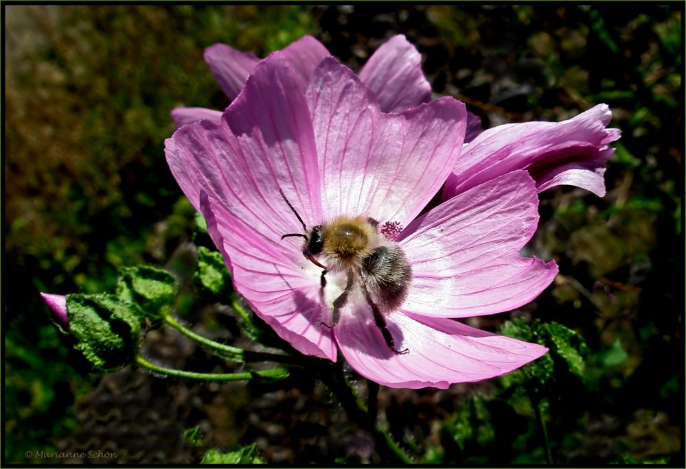 Malvenblüte