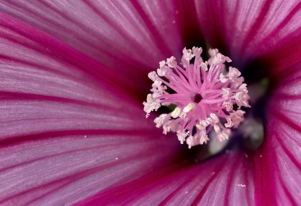 Malvenblüte