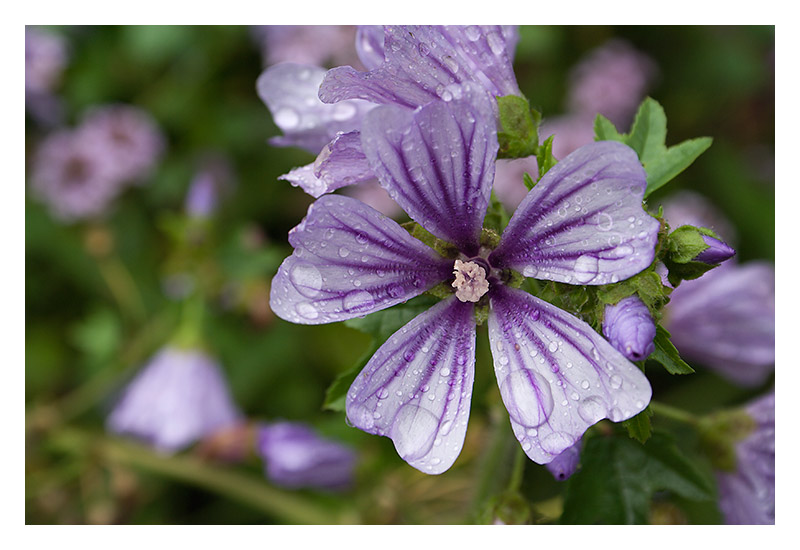 Malvenblüte