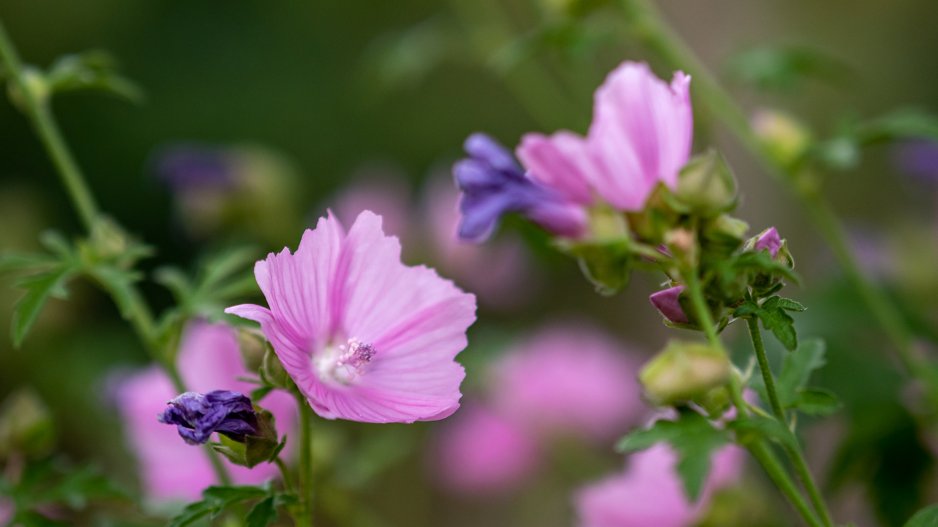 Malvenblüte