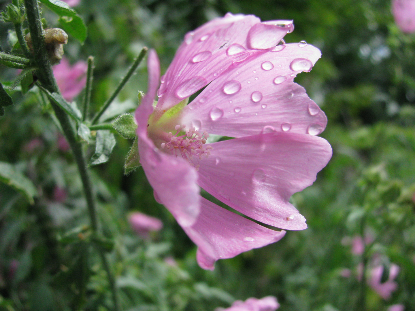 Malvenblüte