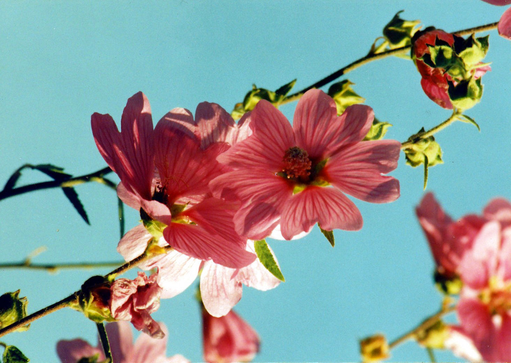 Malvenblüte an wolkenlosem Himmel