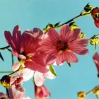 Malvenblüte an wolkenlosem Himmel