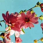 Malvenblüte an wolkenlosem Himmel