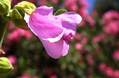 Malvenblüte auf der Griech.Insel SAMOS 17.05.2007