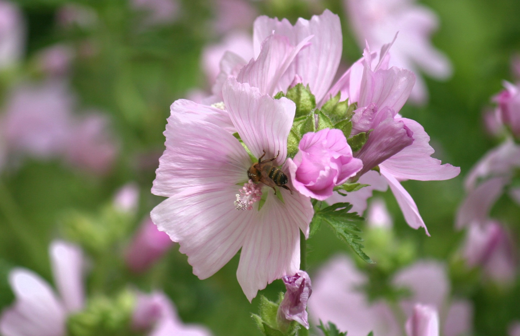 Malvenblüte