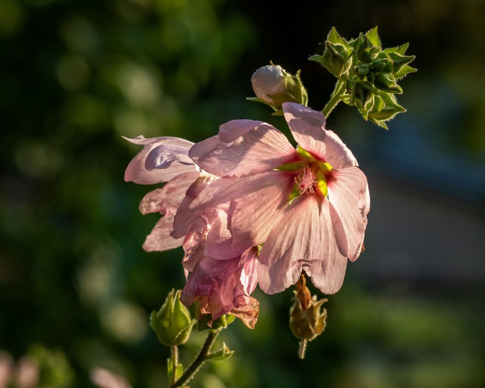 Malvenblüte