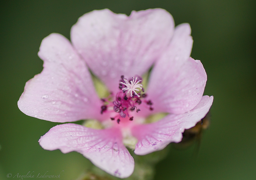 Malvenblüte